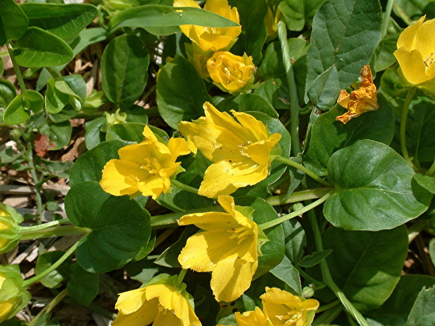 Lysimachia Golden foliage